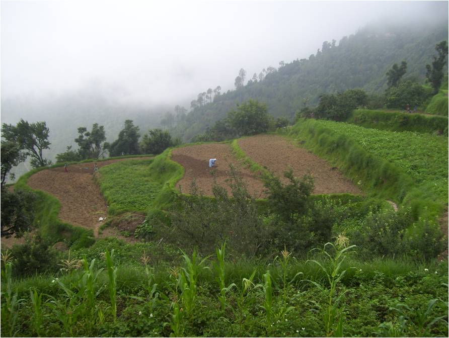 terraces.jpg